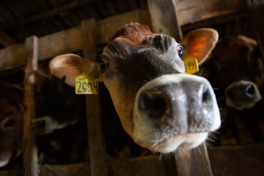 FILE - Cows poke their heads out from gates at a dairy farm in Tillamook, Ore., in this Feb. 19, 2020, file photo. Initiative Petition 28 would outlaw many practices core to the dairy sector, including breeding cattle.