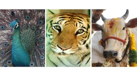 Peacock photo: Scott Halleran/Getty Images; Tiger photo: Sam Panthaky/Getty Images; Cow photo: Noah Seelam/Getty Images