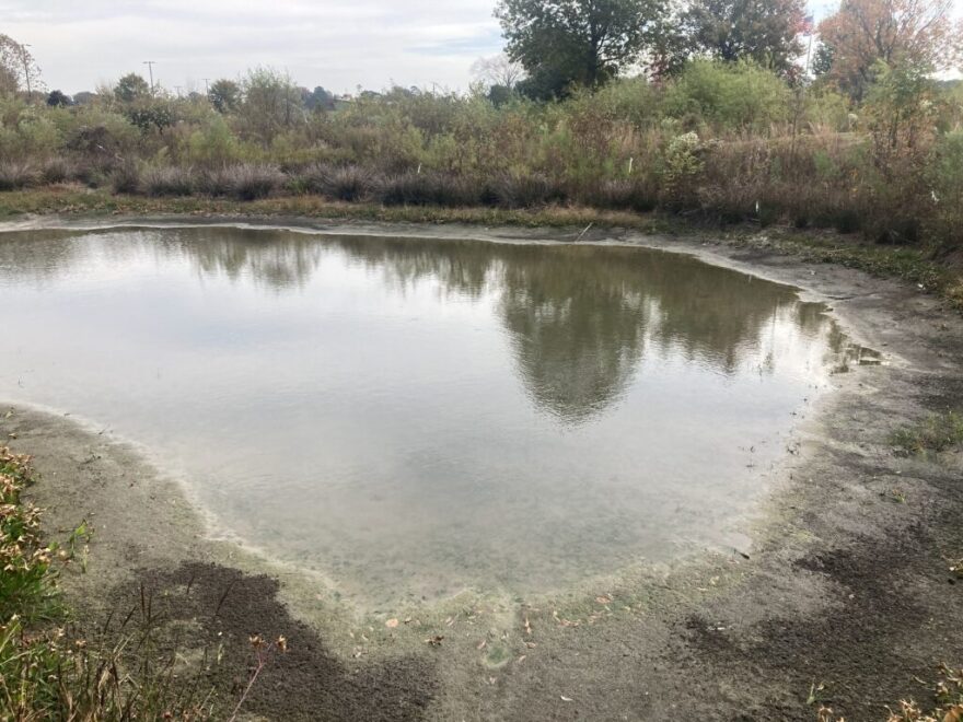 The wetland has filled with sediment, becoming shallow and muddy, and wetland plants have been taken over by other vegetation that doesn’t help the work of a wetland.