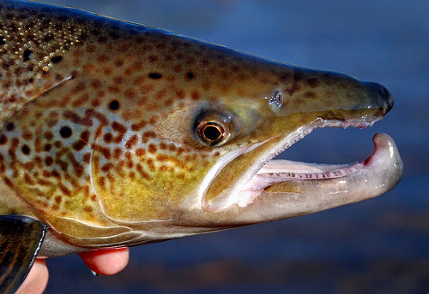 New study shows that genetically modified Atlantic salmon can mate with their wild counter parts.