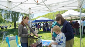 Alissa Pendorf (left) shows off an Eastern Gray Treefrog to a family at Frog Fest. The frog is on top of the branch on the lefthand side of the box. There's another frog in the box hiding underneath the foliage. 