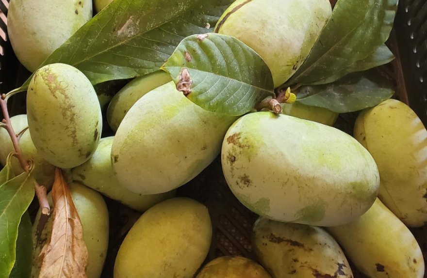 There are many varieties of pawpaws, which vary in size and flavor.