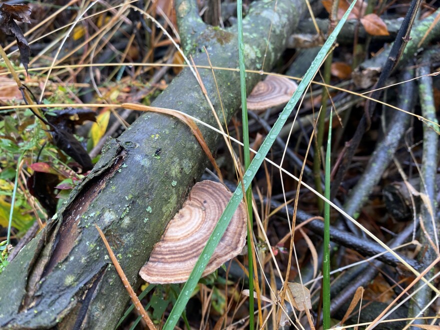 Finding mushrooms isn't always easy. In the fall they can be camouflaged.