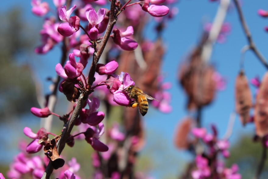  European honeybee on a redbud flower. Honeybees were among the four most consistently abundant types of bees found during the University of Michigan study. Lower levels of three common viral pathogens were strongly linked to greater species richness among local bee communities.