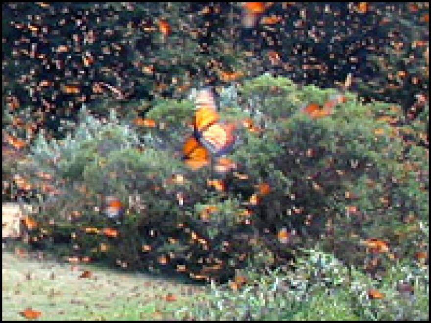 Swarms of Monarch butterflies in the forest near El Rosario, in central Mexico.