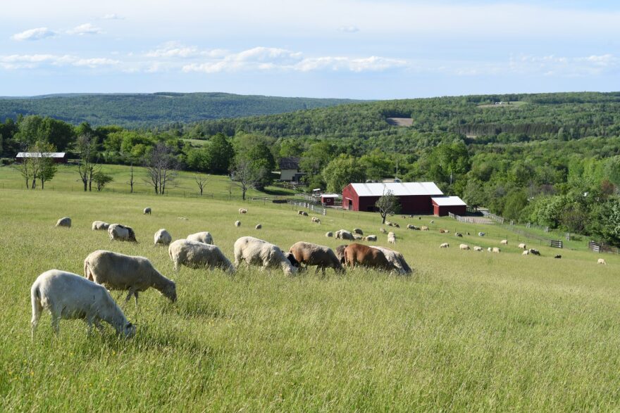 Nestled in the beautiful Finger Lakes Region of upstate New York, the rolling green pastures of Farm Sanctuary’s 275-acre New York Sanctuary are home to more than 800 rescued farm animals.