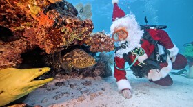 When Santa talks, even these underwater inhabitants listen! They shared their wish lists with Spencer Slate, dressed as Santa Claus, during his visit to Pleasure Reef off Key Largo on Saturday, Dec. 20, 2025. The curious crowd included Peanut, a Goliath grouper, and a giant green moray eel who both seemed to be on their best behavior during Santa’s special holiday visitor to the Florida Keys National Marine Sanctuary.