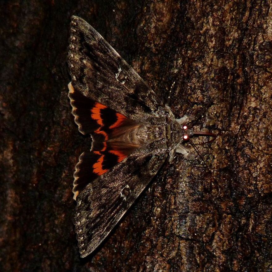 Ilia Underwing Moth