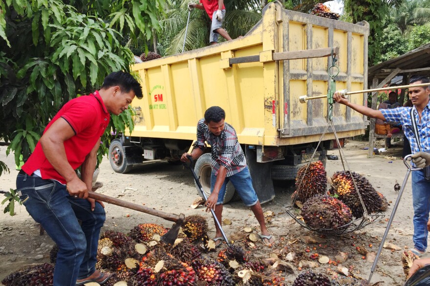 Workers load a truck with palm fruit for a trip to a mill, where the fruit will be processed into crude palm oil.