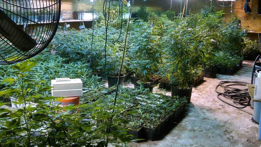 A photograph taken on May 20, 2013, by the DEA Strike Force shows some of the marijuana plants the agency says were grown by a woman from a wealthy New York suburb, in a warehouse in the Queens borough of New York.