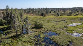 Aerial drone view of the Lower Green Swamp Nature Preserve on Friday, April 5, 2024 in Plant City.