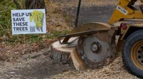 A stump from a century-old tree on Canyon Road sits beside a protest sign reading “Help Us Save These Trees.”