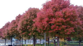 Trees with red leaves in the fall.
