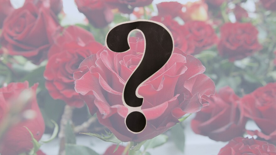 Close-up of roses with a question mark in the foreground
