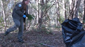 Joy Cotton, 46, the assistant park manager of Paynes Prairie Preserve State Park, collects Coral Ardisia.