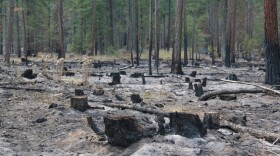 Forest managers said thinning this stand in North Central Washington and a controlled back burn set by firefighters helped trees survive this summer's Cedar Creek fire.