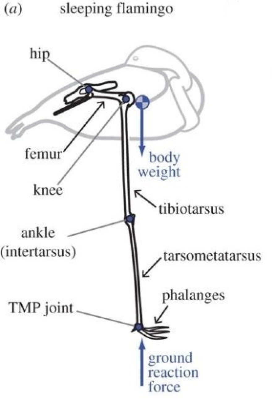 A diagram of the limb posture and anatomy of a sleeping flamingo.