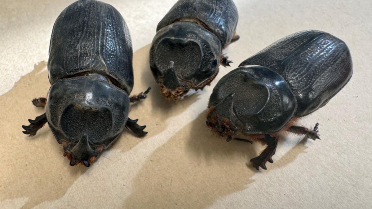 Dead coconut rhinoceros beetle found in Hilo