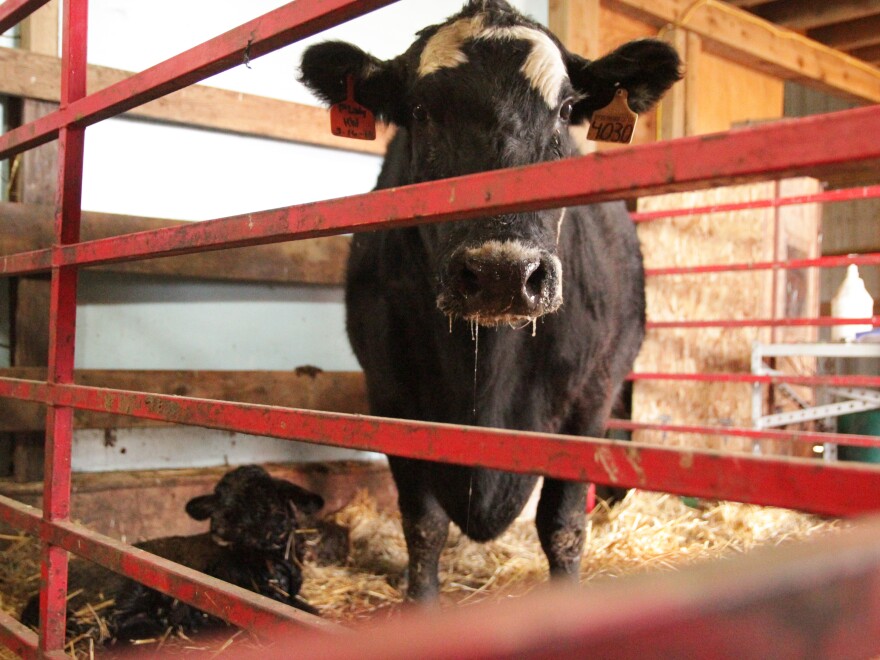 Surrogate mother No.4030 was the second cow who had to undergo a C-section birth on a recent day. Surrogate mothers can sometimes have bodies too small to properly handle the size of the embryo calf they birth.