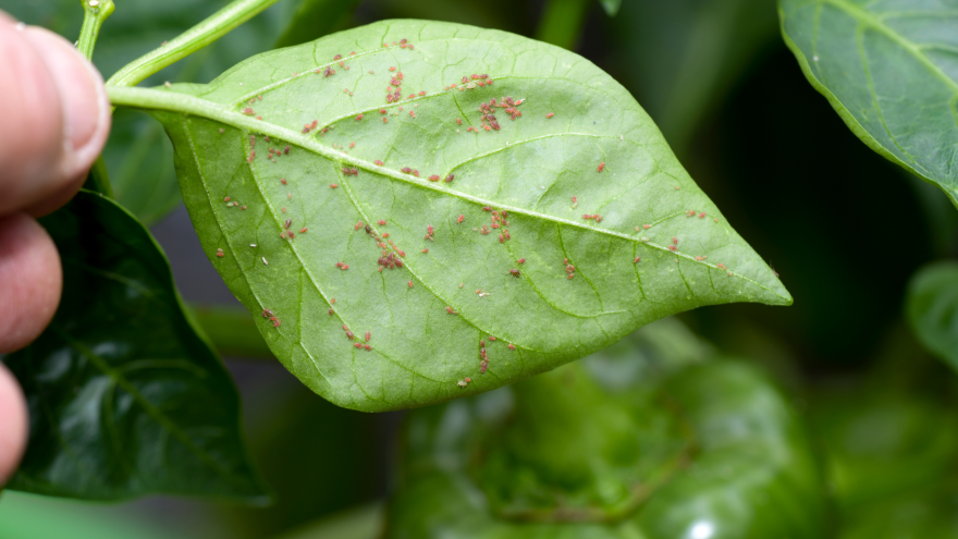 Aphids under leaves
