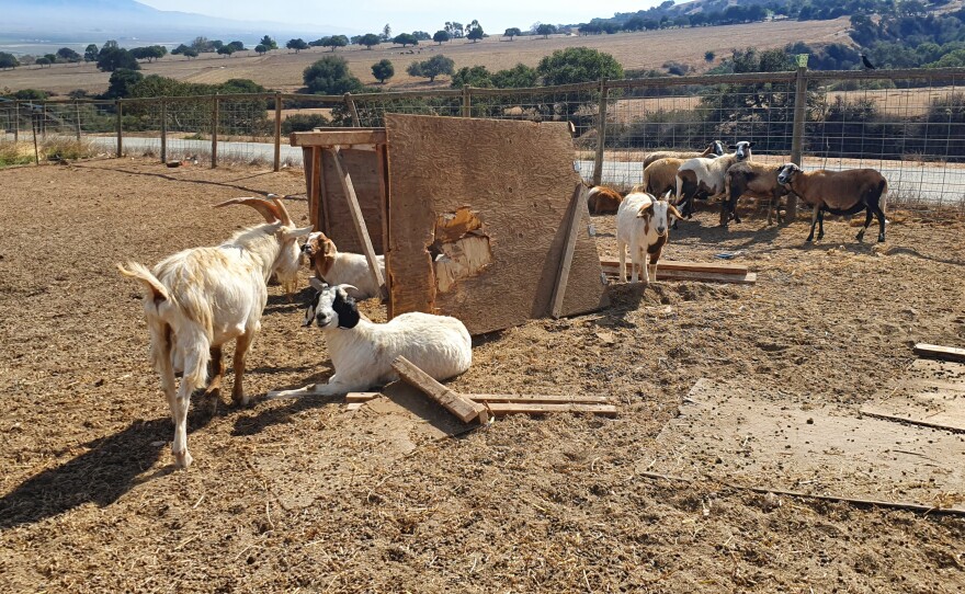 Goats in the sacrifice paddock