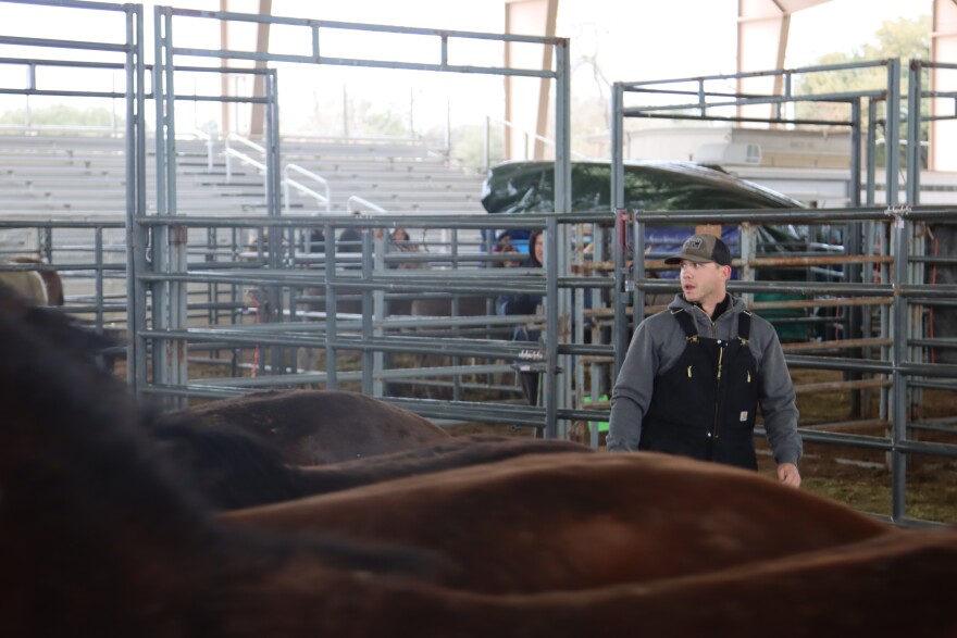 An adoption worker tries to separate adopted horses