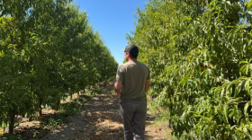 Valley farmer Drew Ketelson walks along his nectarine orchard.