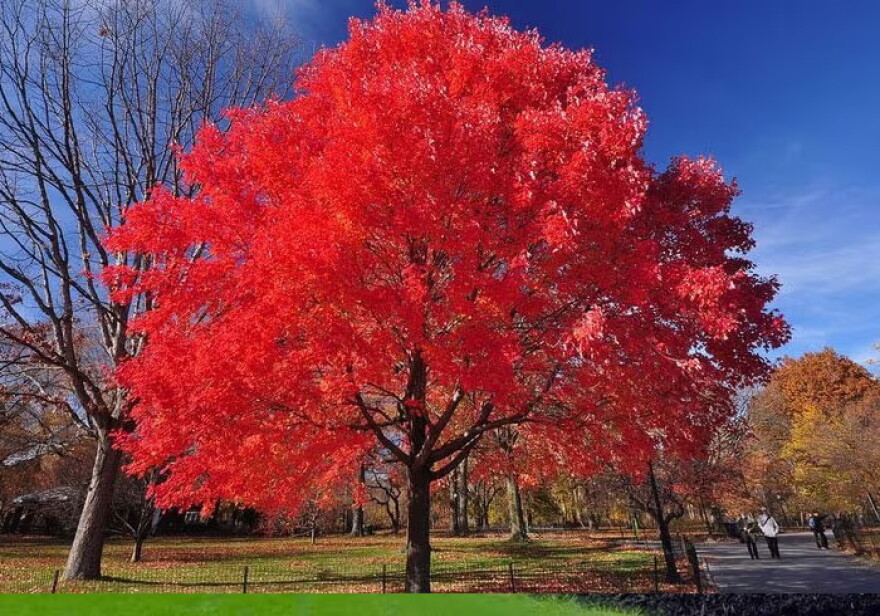 A bright red maple tree is centered in a park.