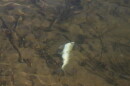 A white fish floats belly up in clear shallow water.