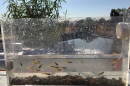 Gila Topminnow