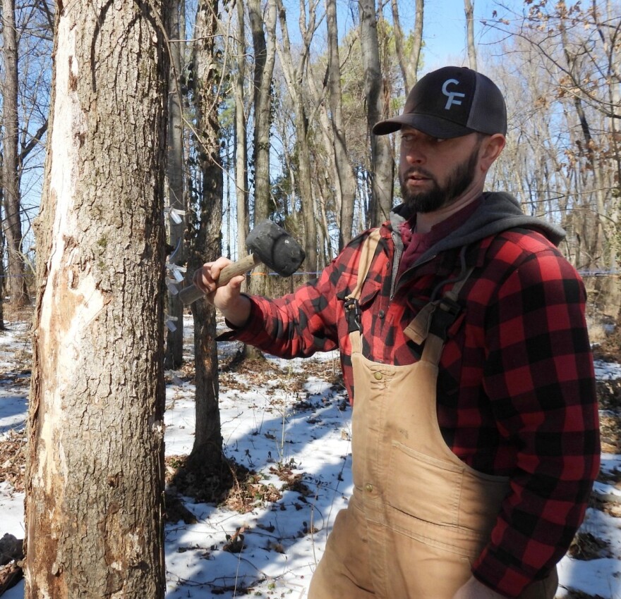 Kevin Colston demonstrating how to tap a maple tree to collect sap.