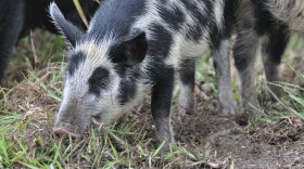 The Texas Senate gave final approval to a bill today that would allow farmers to rent spaces in helicopters from which people could hunt feral hogs.