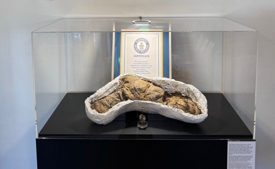 Barnum the coprolite at the Poozeum in Williams.