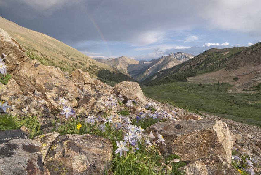 Columbine bloom on the shoulder of Mt. Elbert looking south toward La Plata Peak.