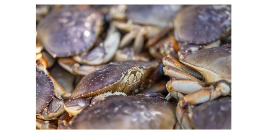 Dungeness Crab