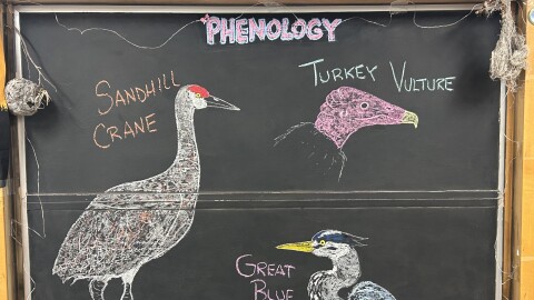 Chalk illustrations show a Great Blue Heron, a Sandhill Crane, and a Turkey Vulture.