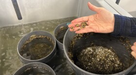 Professor Donna Bilkovic holds juvenile mussels, spawned at the Acuff Center for Aquaculture at William & Mary's Virginia Institute of Marine Science, in Gloucester on Thursday, Nov. 6, 2025.