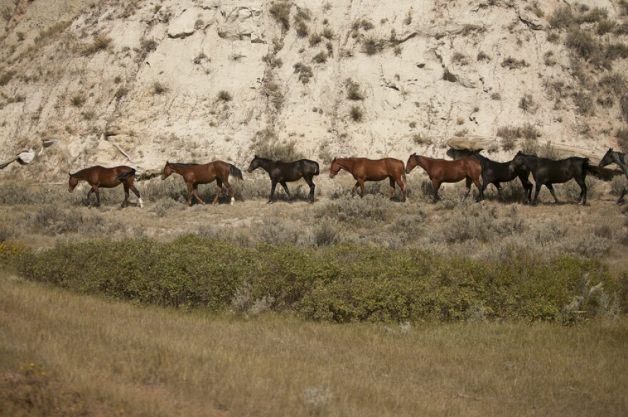 Wild horses in TRNP