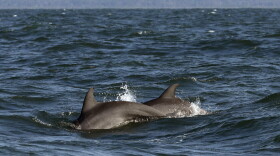 Female bottlenose dolphins can choose which of their mates' sperm fertilizes their eggs. (Robert F. Bukaty/AP)