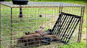 Feral hogs can be captured in traps like this one. Trapping has been the most common tool Mark Twain National Forest staff have used to eliminate more than 6,000 wild pigs in the past two years.