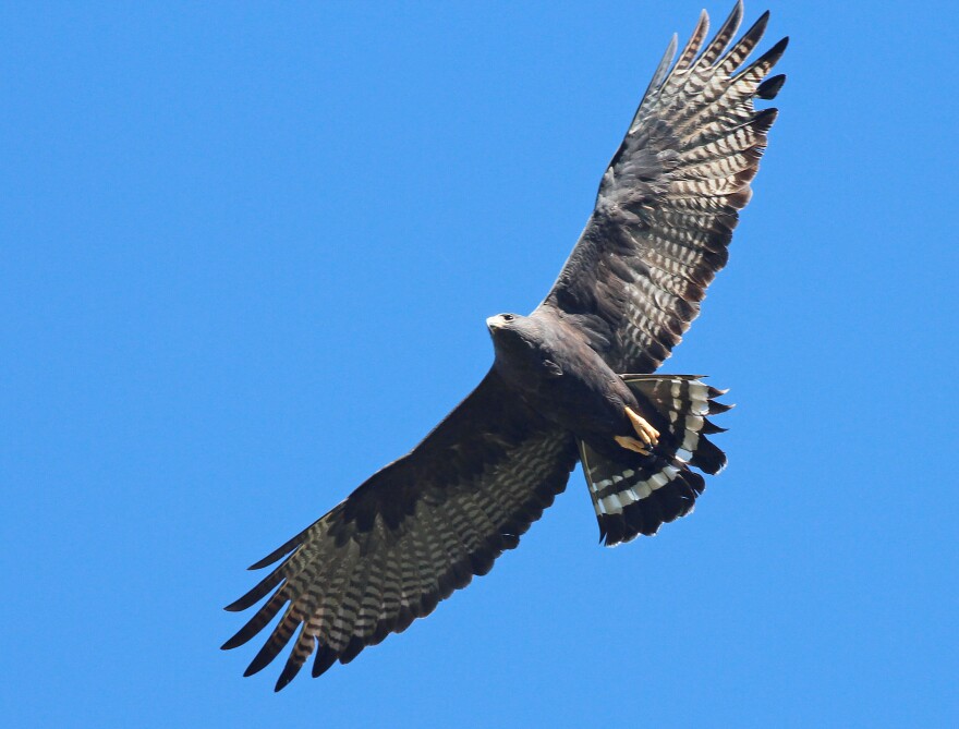 Zone-tailed hawks are among the birds of prey that rely on riparian forests – woodlands along creeks and streams – as nesting sites in the Big Bend.