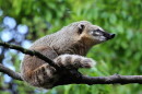 Coatis have been observed eating fruit dropped by monkeys living in trees above them.