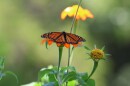 A monarch lays on a mexican sunflower in John and Stacey Calta’s garden in High Springs, Fla., on Friday, July 3, 2026. (Kaley Mantz/WUFT News)