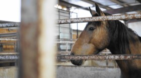 A horse watches action off frame left.