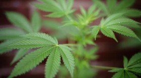 Colorado State University-Pueblo will begin offering a cannabis-focused bachelor's degree this fall. (Leon Neal/AFP/Getty Images)