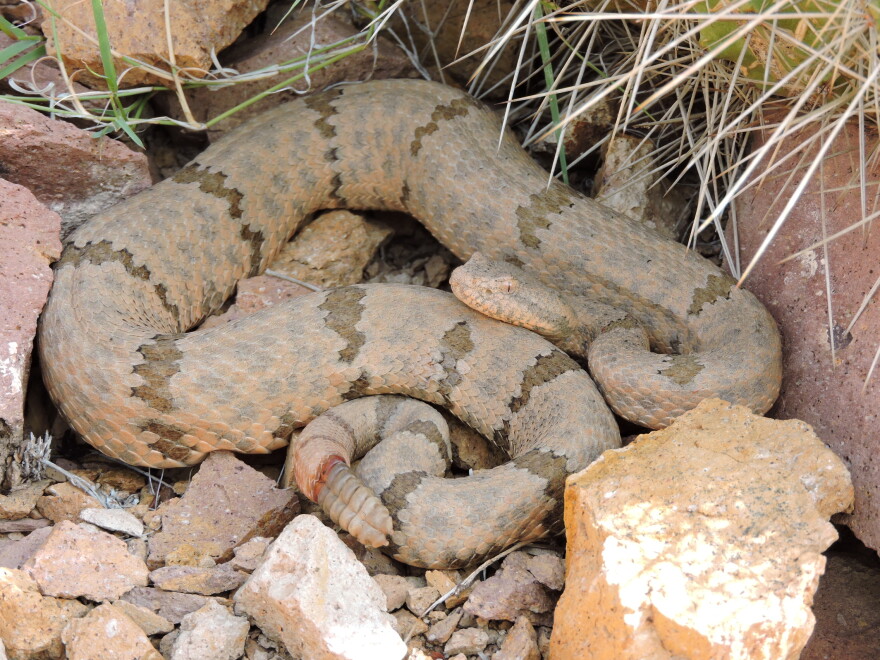 Crotalus lepidus – the rock rattlesnake – is one of six rattler species found in West Texas. Dr. Vicente Mata-Silva, a herpetologist at the University of Texas at El Paso, has studied these lesser-known rattlers at the university’s Indio Mountains Research Station, south of Van Horn.