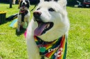 The Littleton Pride festival drew lots of people - and dogs.