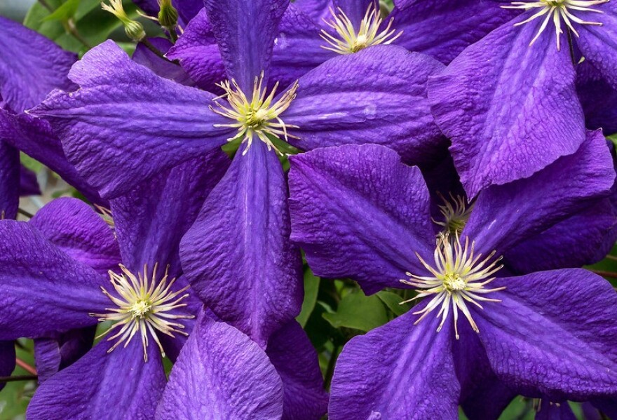 Purple Clematis