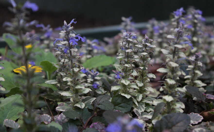 Photos of blooming flowers in the Cowan Museum's botanical garden in Kenansville.