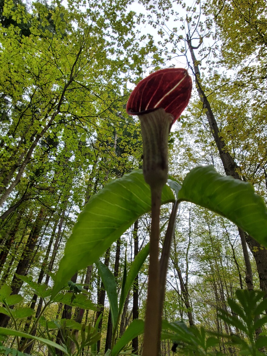 jack-in-the-pulpit seen from below